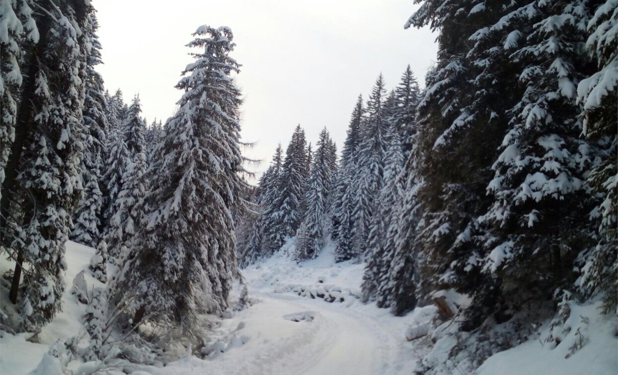 Silvesteralm | © @TVToblach, Toblach Silvesteralm | © @TVToblach, Toblach