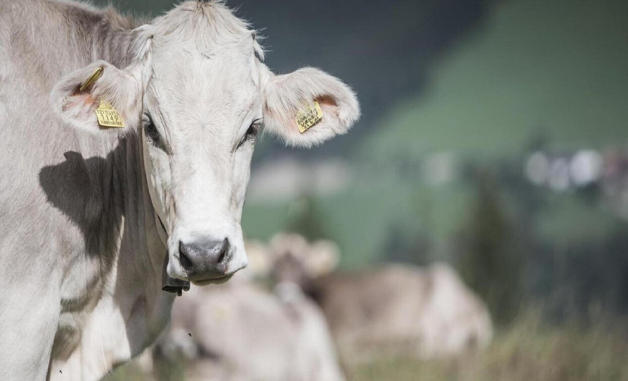 Milchmeile | © Manuel Kottersteger, Sexten Milchmeile | © Manuel Kottersteger, Sexten