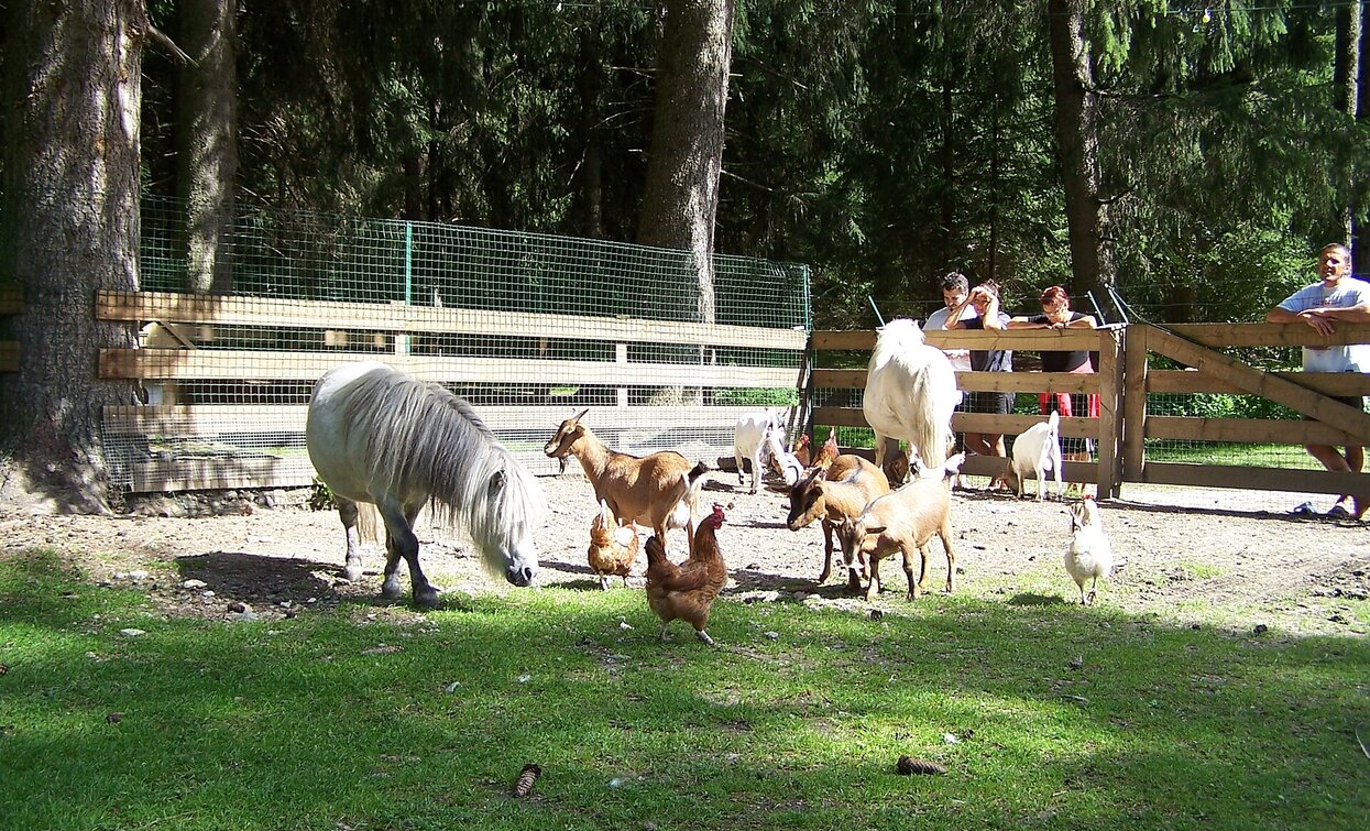 Minizoo | © Lasta Marta, Niederdorf Minizoo | © Lasta Marta, Niederdorf