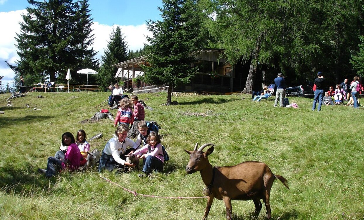 Lachwiesenhütte | © © W.Schneider, Toblach Lachwiesenhütte | © © W.Schneider, Toblach